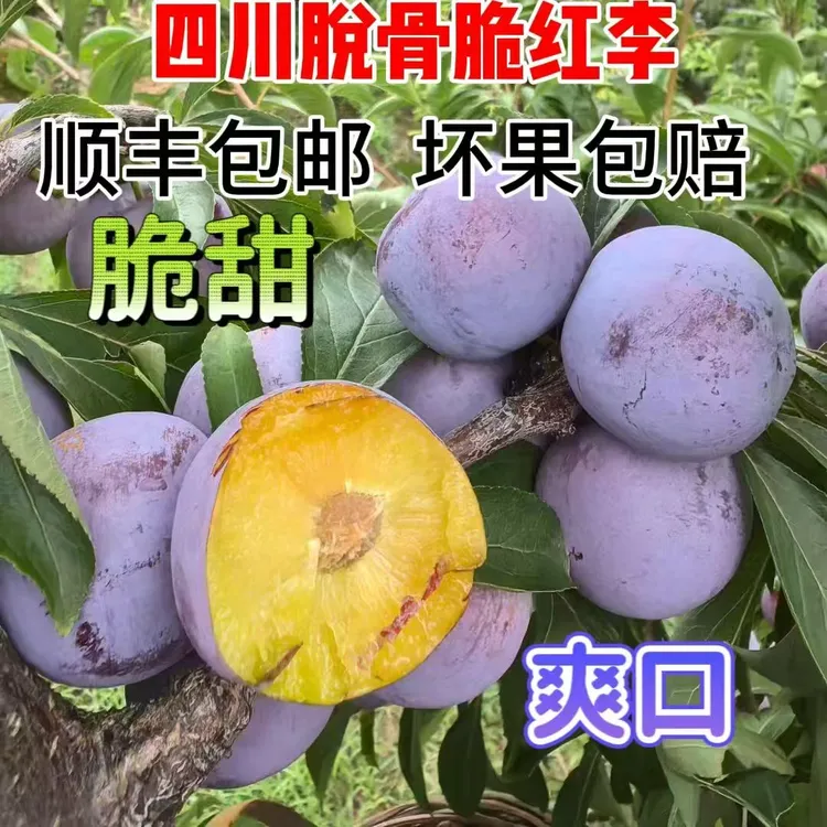 四川高山脆红李肉厚脆爽新鲜应季水果酸甜爽口5斤顺丰包邮