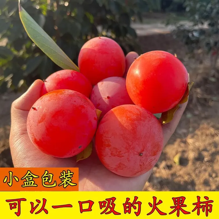 珍珠蜜柿火罐小柿子火晶柿子正宗新鲜应季一口吸流蜜爆甜水果软糯