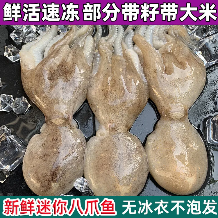 迷你八爪鱼带籽带大米鲜活冷冻