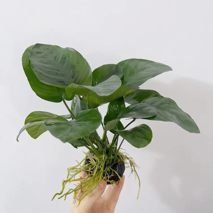 大叶榕坨草小巴榕坨草水草好养造景阴性水草懒人新手鱼缸水草造景