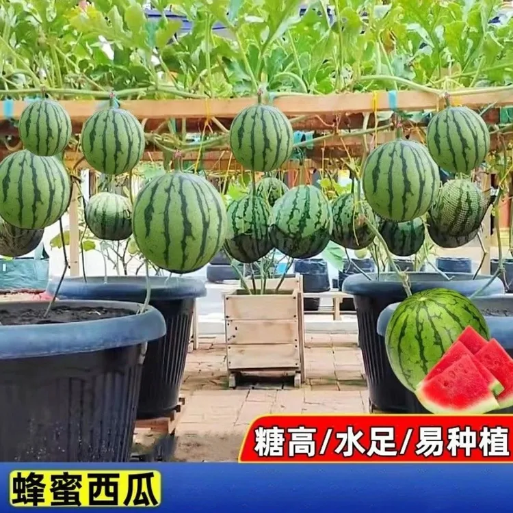 盆栽小西瓜种子西瓜红壤薄皮无籽蜂蜜小西瓜盆栽阳台四季水果种