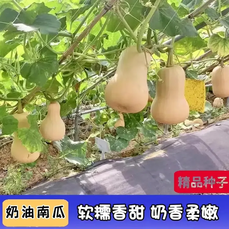奶油南瓜种子香甜软糯四季种植蔬菜种子A商品图