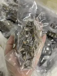 精品大连鲜食海参 