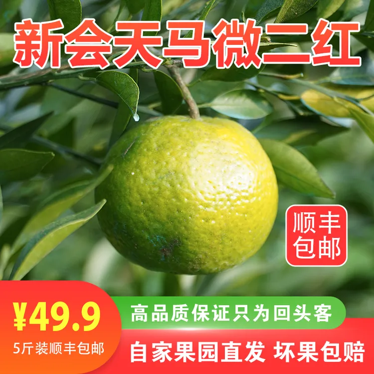 2025年新会天马圈枝二红陈皮茶枝柑鲜果10年树现摘现发顺丰包邮
