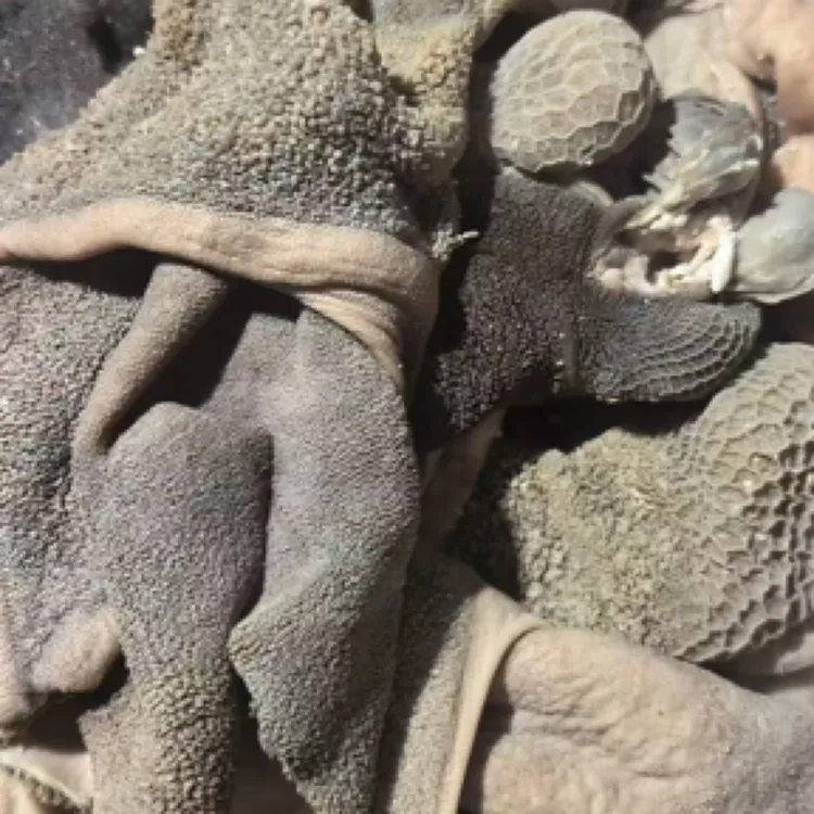 国产羊肚每天鲜出批发零售爆炒凉拌顺丰包邮新鲜生鲜