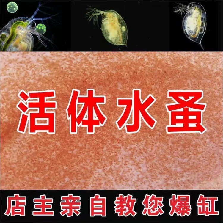 5000微型水蚤种3000改良水蚤种鱼儿开口活体水蚤送苹果螺批发包邮