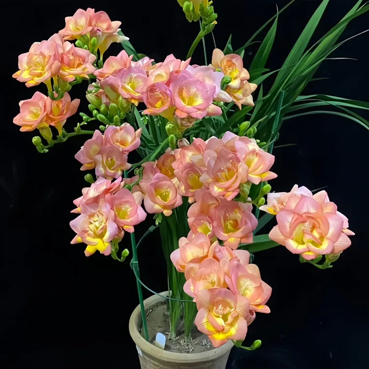 香雪兰种球地栽室内外【大花浓香】多年生庭院重瓣小苍兰盆栽植物花