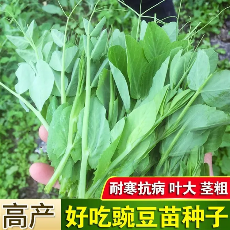 好吃豌豆苗种子农家菜园阳台秋冬季节播种香甜蔬菜豌豆苗种孑种籽