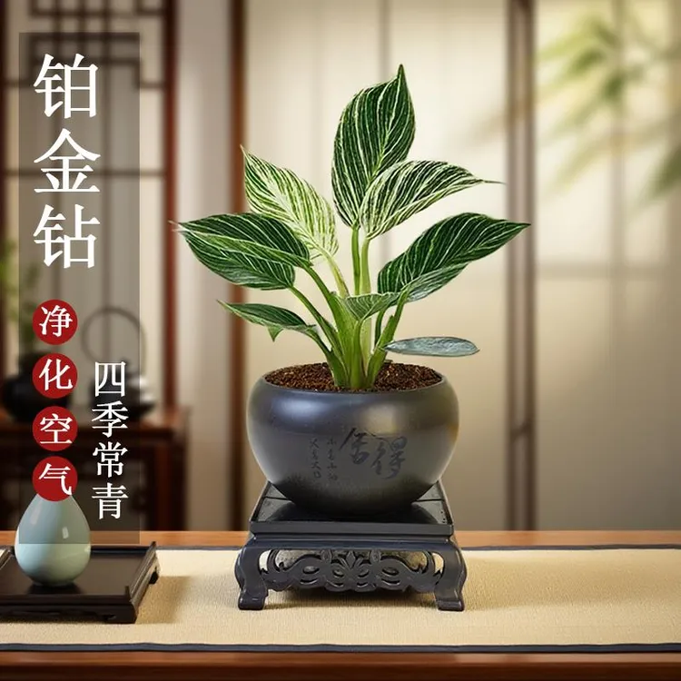 铂金钻盆栽蔓绿绒绿植客厅办公室内桌面净化空气古风禅意花卉植物