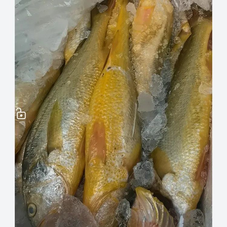 大连渤海湾野生黄花鱼