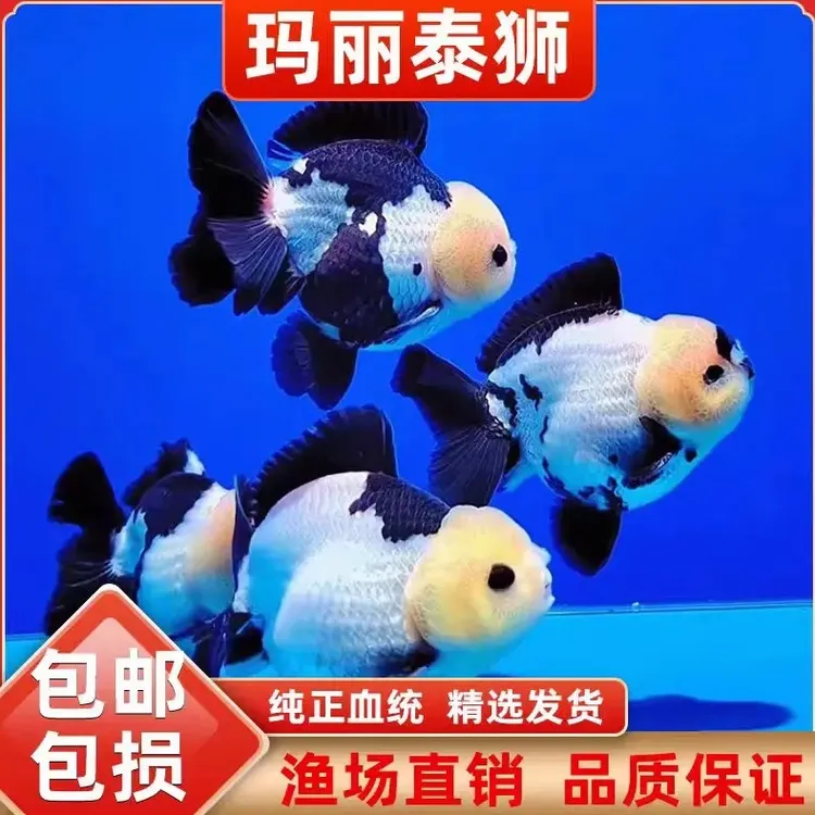 51-100精选茶壶鎏金百褶千褶泰狮玛丽冷水观赏鱼