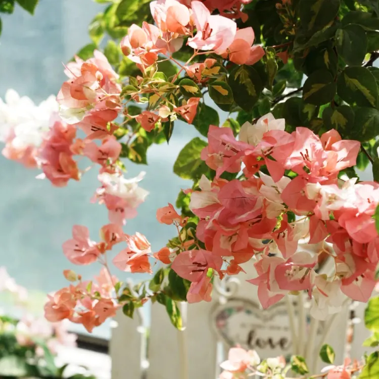 金心橙白三角梅盆栽带盆带土带鲜花四季开花窗台爬藤美观花卉