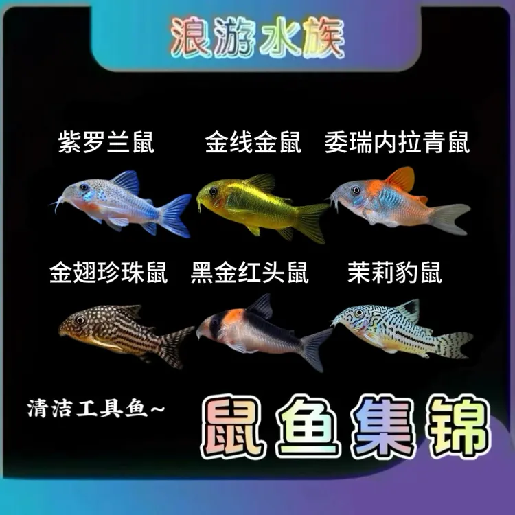 工具鱼-茉莉豹鼠 金线金鼠 黑金红头鼠紫罗兰鼠委青鼠反沙吃残食