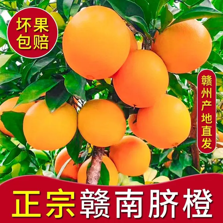 正宗江西赣南脐橙特产水果10斤 5斤大果装新鲜橙子赣州产地直发