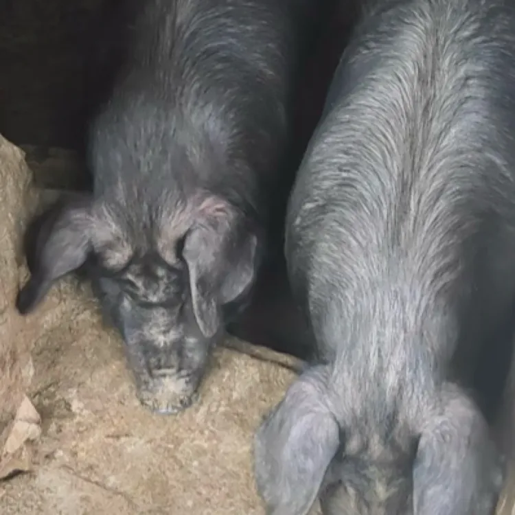 贵州农村散养土猪肉