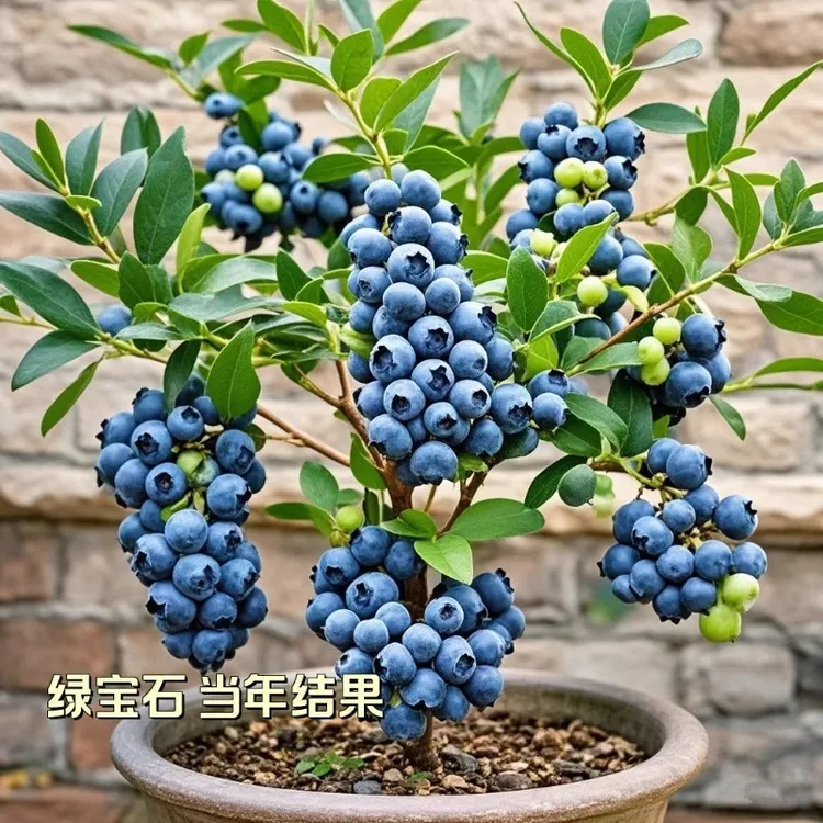 蓝莓树果苗盆栽地栽特大号蓝莓树苗南北方种植苗兔眼绿宝石蓝莓苗
