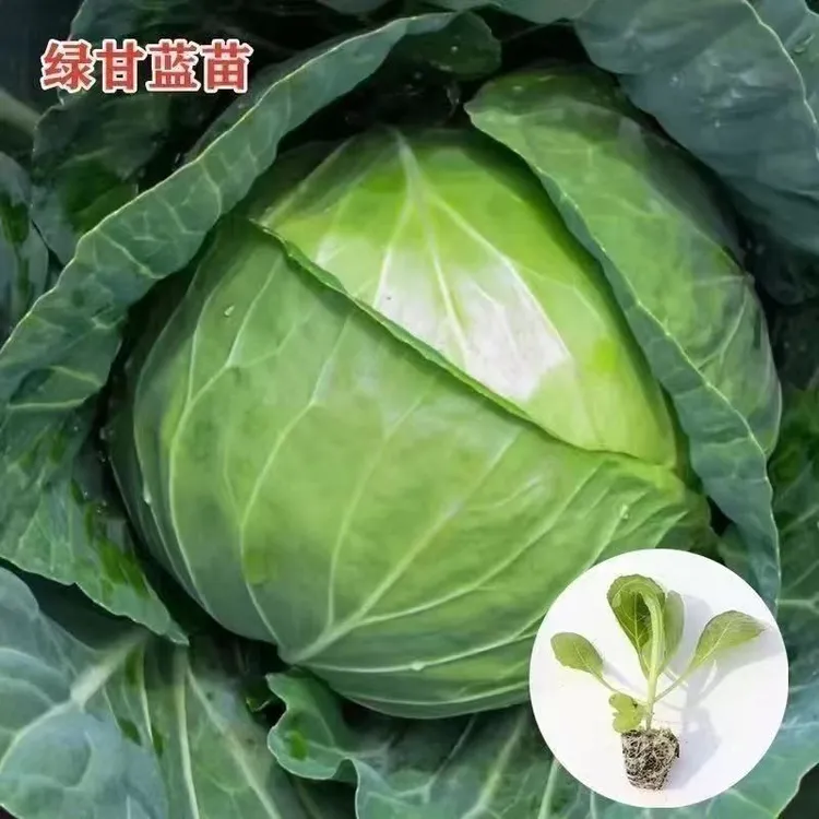 青甘蓝绿甘蓝紫甘蓝牛心甘蓝包菜秧苗包心菜四季蔬菜苗包邮
