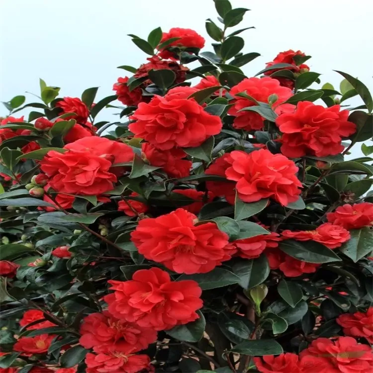 茶花树苗四季花盆栽七星重瓣大红山茶花室内外庭院阳台好养花卉