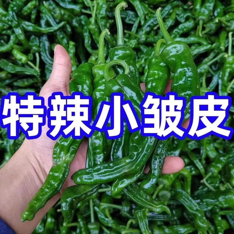 特辣新鲜小皱皮青椒薄皮超辣农家自种应季蔬菜现摘农家菜