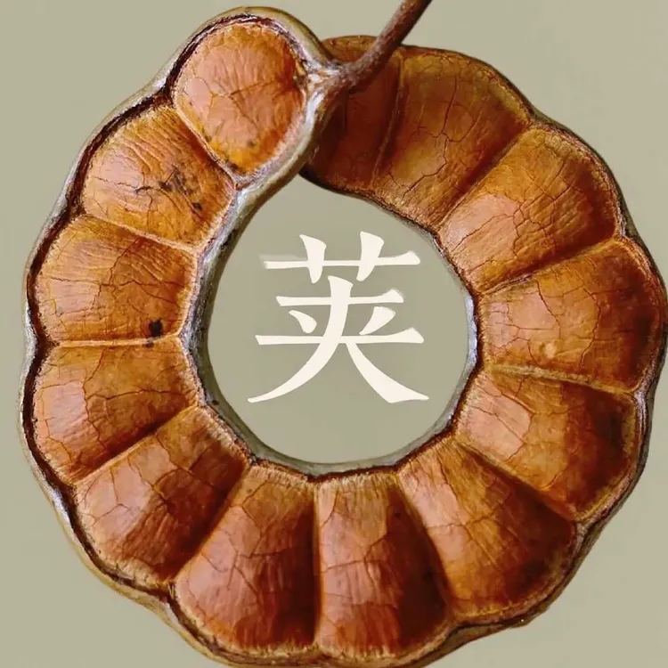 巨型大豆荚西双版纳雨林深山自采平安豆龙豆罗汉豆过江龙子木腰子