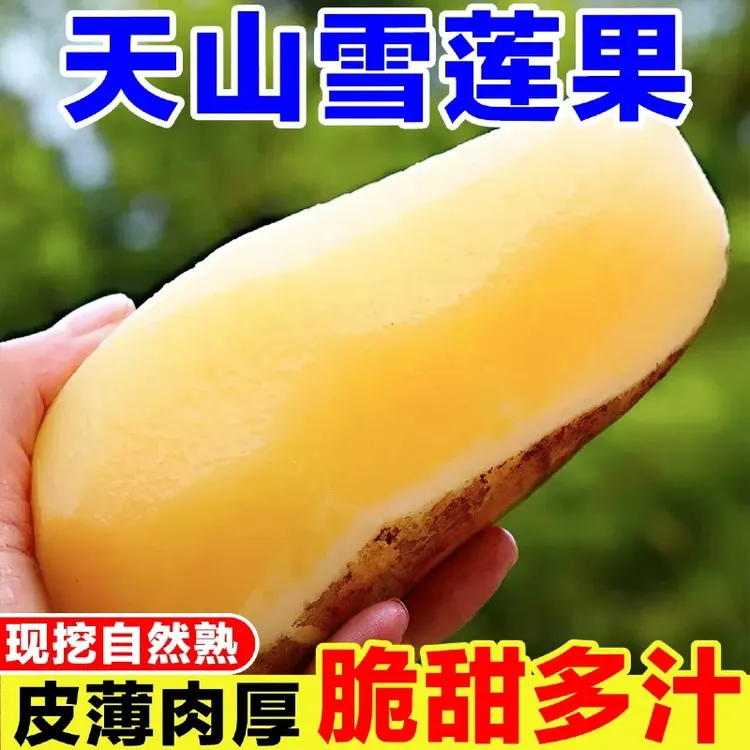 【头茬鲜果】正宗云南天山雪莲果新鲜水果当季低糖脆甜产地直发鲜果商品图