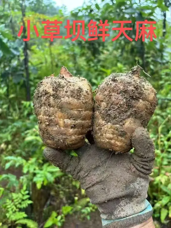 云南昭通小草坝新鲜乌天麻高山种植现挖现发带土发货
