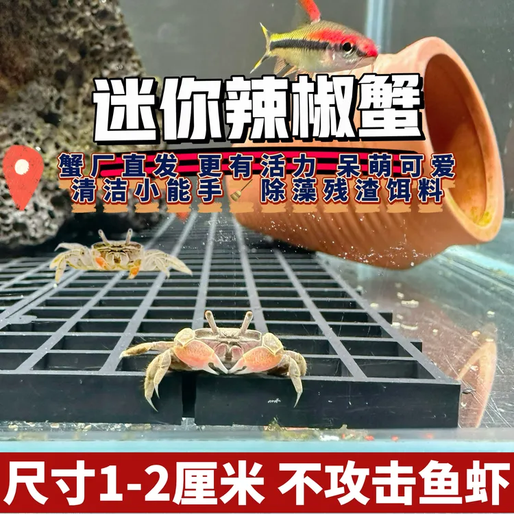 迷你辣椒蟹深水可养新手易养可作宠物鱼缸观赏还能除藻淡水活体