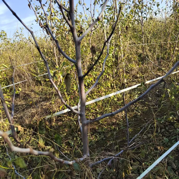 新品种蜜罐枣枣树树苗现发