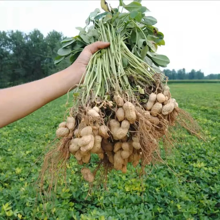 【坏果包赔】新鲜现挖带壳粉皮湿花生可生吃水煮农家自种当季新花生
