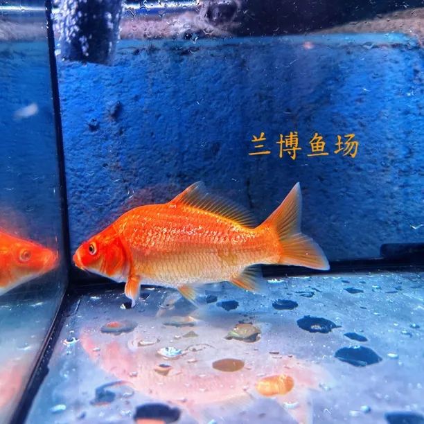 闪鳞火鲤，锦鲤观赏鱼活体冷水鱼耐活好养