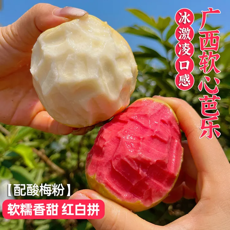 【包邮】现摘现发正宗广西奶油软芭乐番石榴树上熟新鲜水果软糯香甜