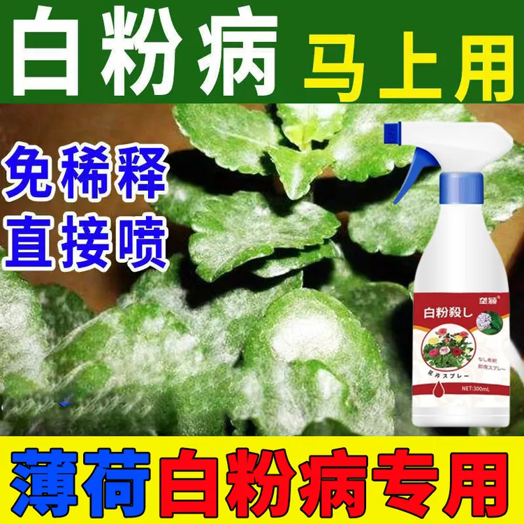 【薄荷白粉病急救】叶片白粉状灰白色皱缩花卉白粉病症状营养液肥料
