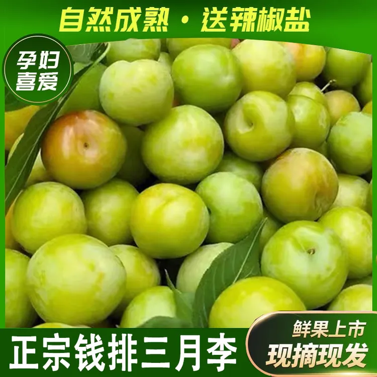 现货正宗广东茂名信宜钱排新鲜采摘酸脆三月李青李子早熟孕妇水果