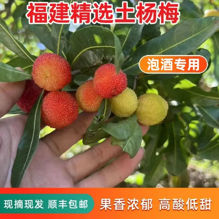 【顺丰】高山野杨梅新鲜青红杨梅泡酒杨梅酵素酸杨梅孕妇当季水果商品图