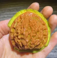 点关注加灯牌参与抽奖一对文玩核桃