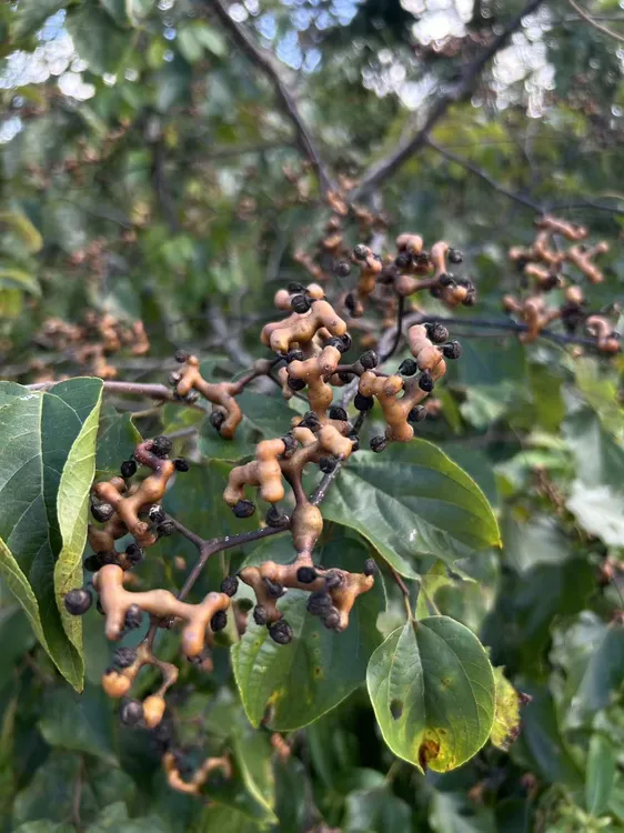 2025新鲜野生拐枣鸡爪梨