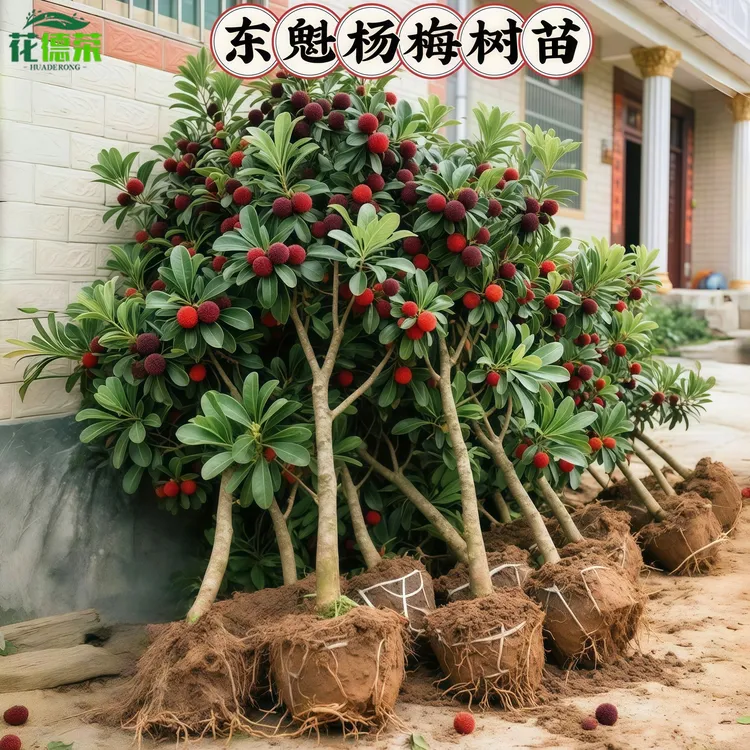 东魁杨梅树苗嫁接正宗黑炭早熟带土庭院种植乌梅大果杨梅苗果树苗