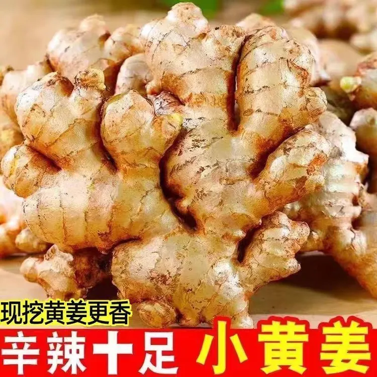 正宗云南小黄姜新鲜生姜现挖山地姜辛辣浓郁