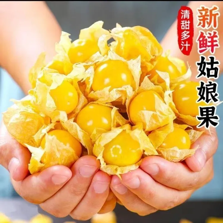 东北头茬菇娘果 新鲜水果纯甜无酸 灯笼果姑娘果现发包邮