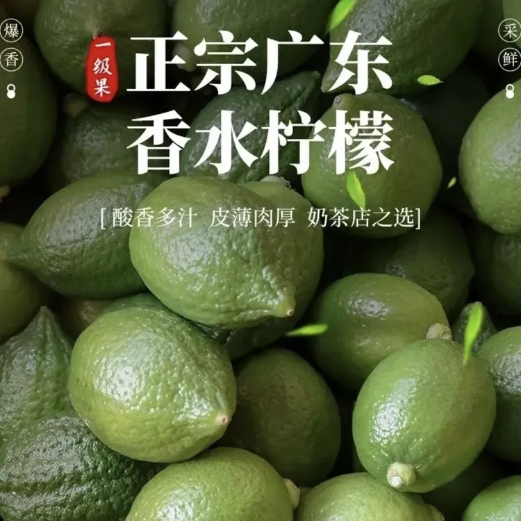 广东香水柠檬次一级新鲜无籽现摘现发奶茶店专用四季青柠檬