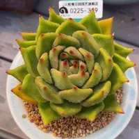 从前慢多肉精选编号0225.359