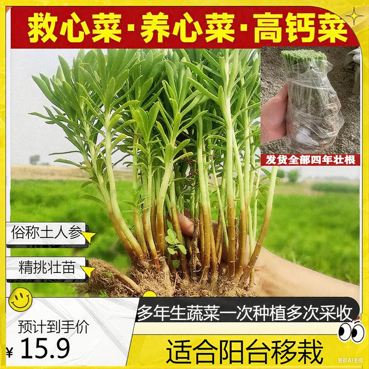 【四年壮根 越冬包活】高钙养心菜根苗 花盆小院家庭种植