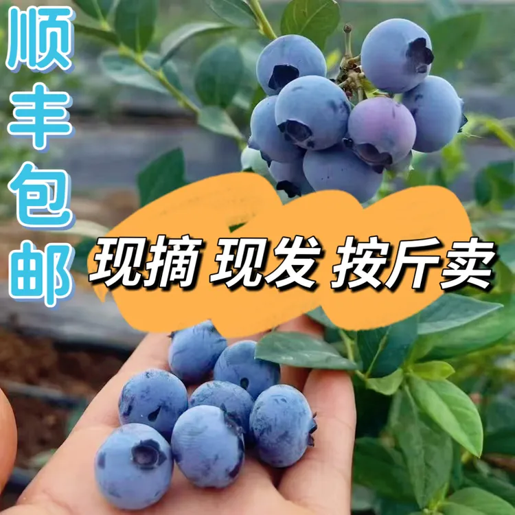 【顺丰包邮】新鲜现摘现发蓝莓花香蓝莓现摘露天蓝莓孕妇宝宝水果