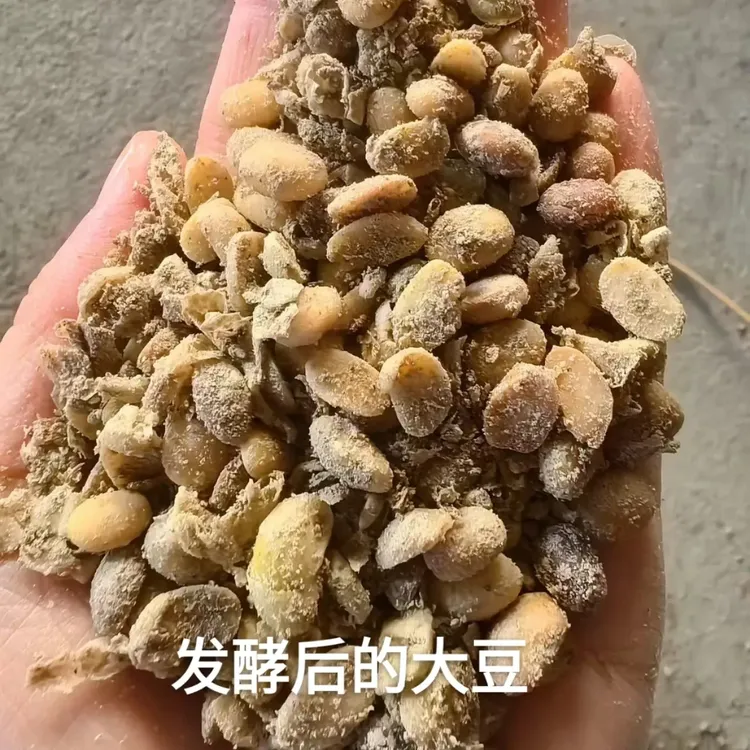 发酵黄豆肥养花种菜通用底肥有机肥料植物花卉蔬菜家用花肥