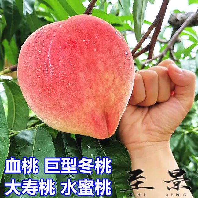 桃树苗水蜜桃黄蟠桃油桃血桃脆甜冬桃苗庭院阳台盆栽果树苗南北方