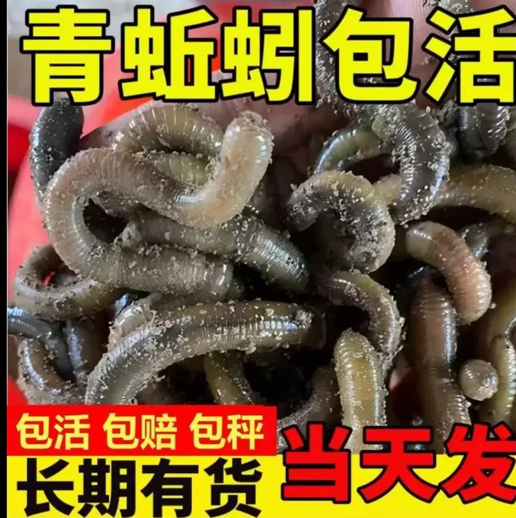 黑蚯蚓青蚯蚓野生户外野钓鱼钓黄鳝活饵饵料腥臭蚯蚓特臭鲜活现货