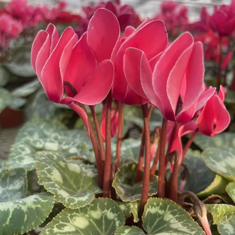 【青岛百亿绿洲】仙客来哈里奥火焰纹橘红色