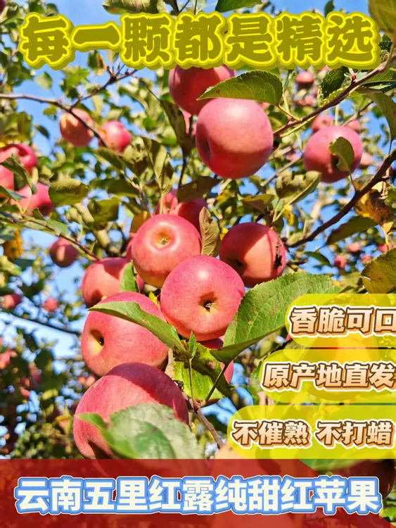 云南高山纯甜红富士苹果新鲜皮薄肉厚脆甜可口水果