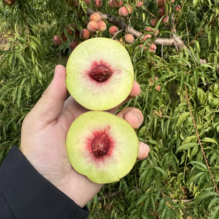 山东青州蜜桃3/5斤装 非离核脱骨 脆脆甜甜 个头不大