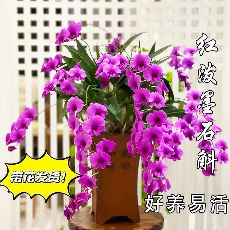【带花发货】朝阳红秋石斛带花盆栽好养易活适合办公室阳台
